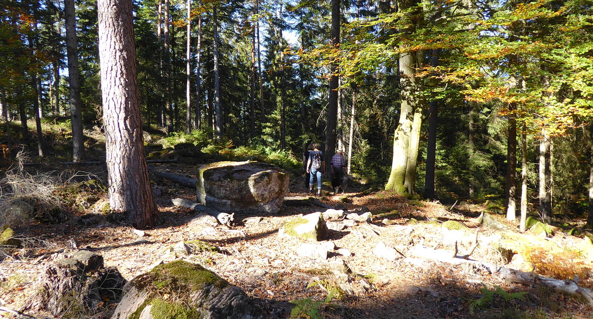 Bosbes trail in Enzklösterle